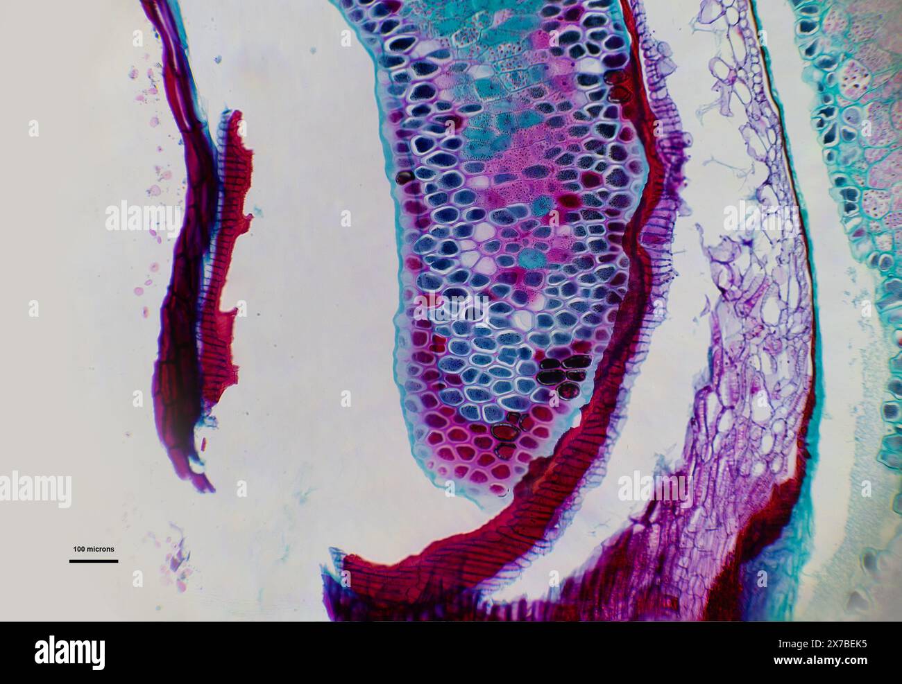 Semi di Triticum sotto un microscopio con ingrandimento 10 volte superiore Foto Stock