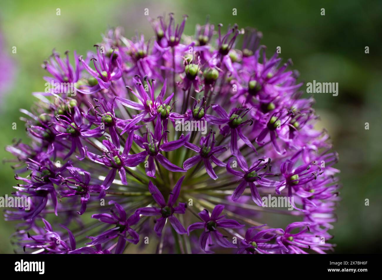 Fiore viola dell'allio, cipolla ornamentale con grande testa rotonda di fiore viola in un giardino sfocato Foto Stock
