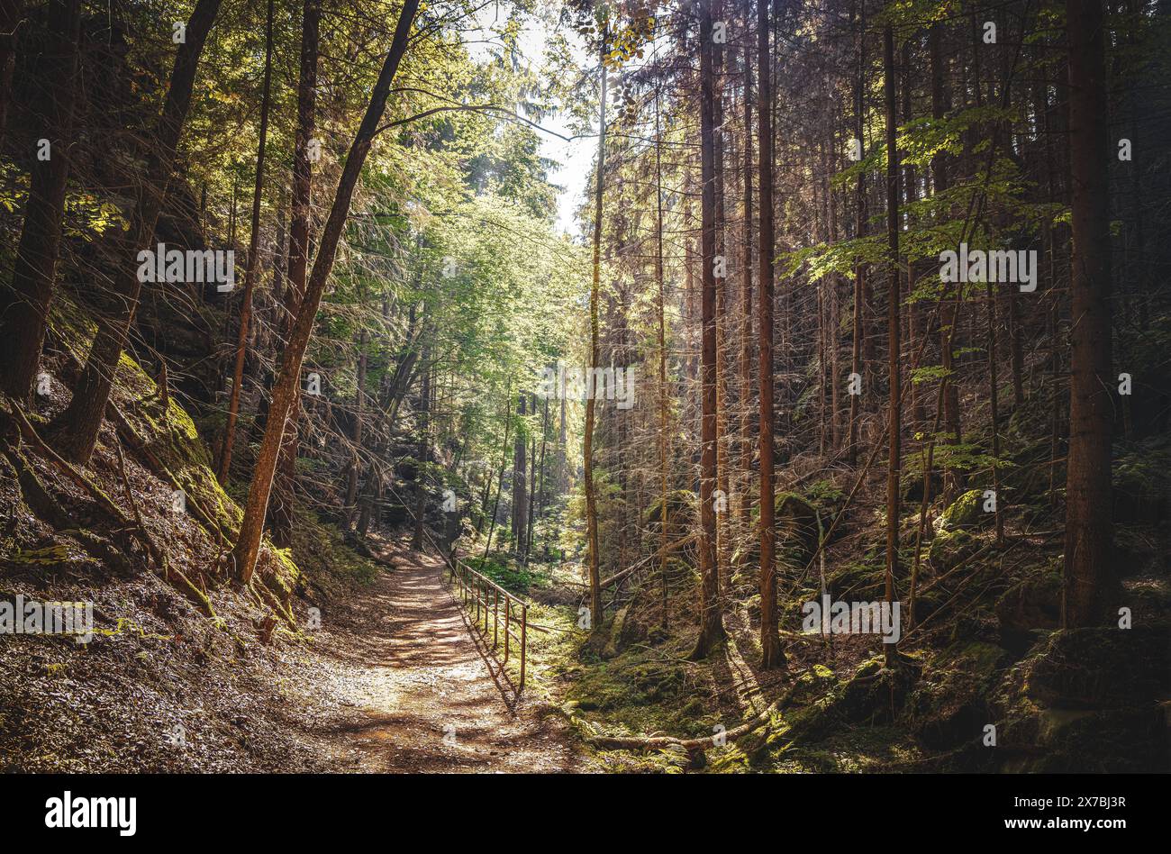Nella profonda foresta della Svizzera sassone, parco nazionale, arenaria dell'Elba, muschio, sentiero del pittore, escursioni Foto Stock