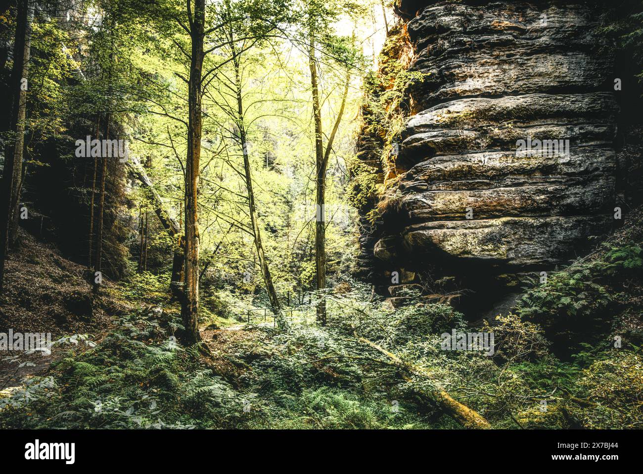 Nella profonda foresta della Svizzera sassone, parco nazionale, arenaria dell'Elba, muschio, sentiero del pittore, escursioni Foto Stock