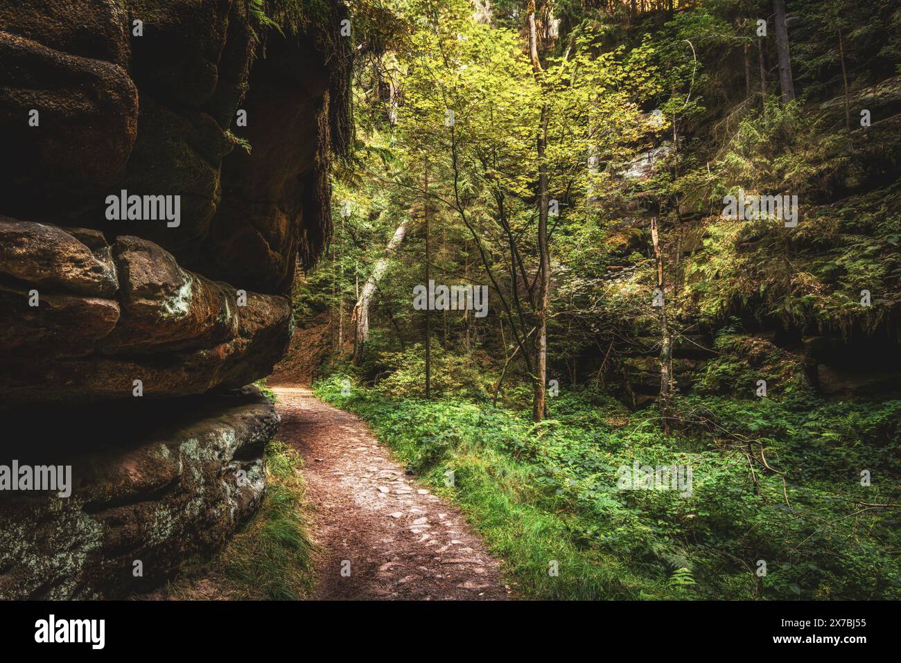 Nella profonda foresta della Svizzera sassone, parco nazionale, arenaria dell'Elba, muschio, sentiero del pittore, escursioni Foto Stock