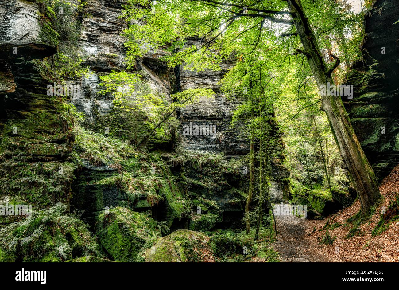 Nella profonda foresta della Svizzera sassone, parco nazionale, arenaria dell'Elba, muschio, sentiero del pittore, escursioni Foto Stock