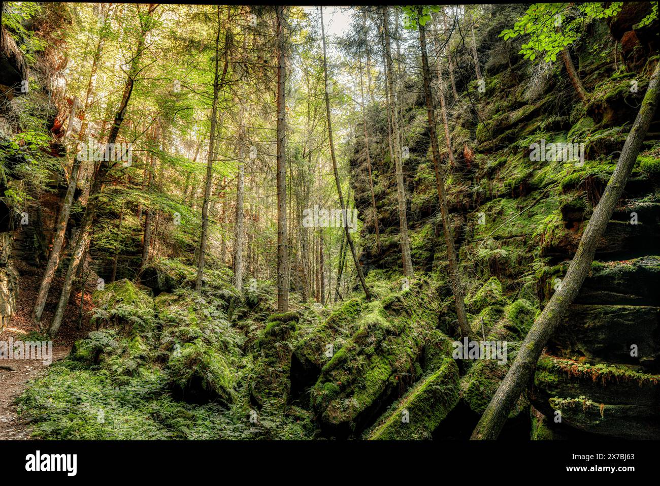 Nella profonda foresta della Svizzera sassone, parco nazionale, arenaria dell'Elba, muschio, sentiero del pittore, escursioni Foto Stock