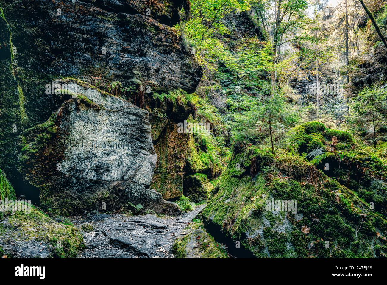 Nella profonda foresta della Svizzera sassone, parco nazionale, arenaria dell'Elba, muschio, sentiero del pittore, escursioni Foto Stock