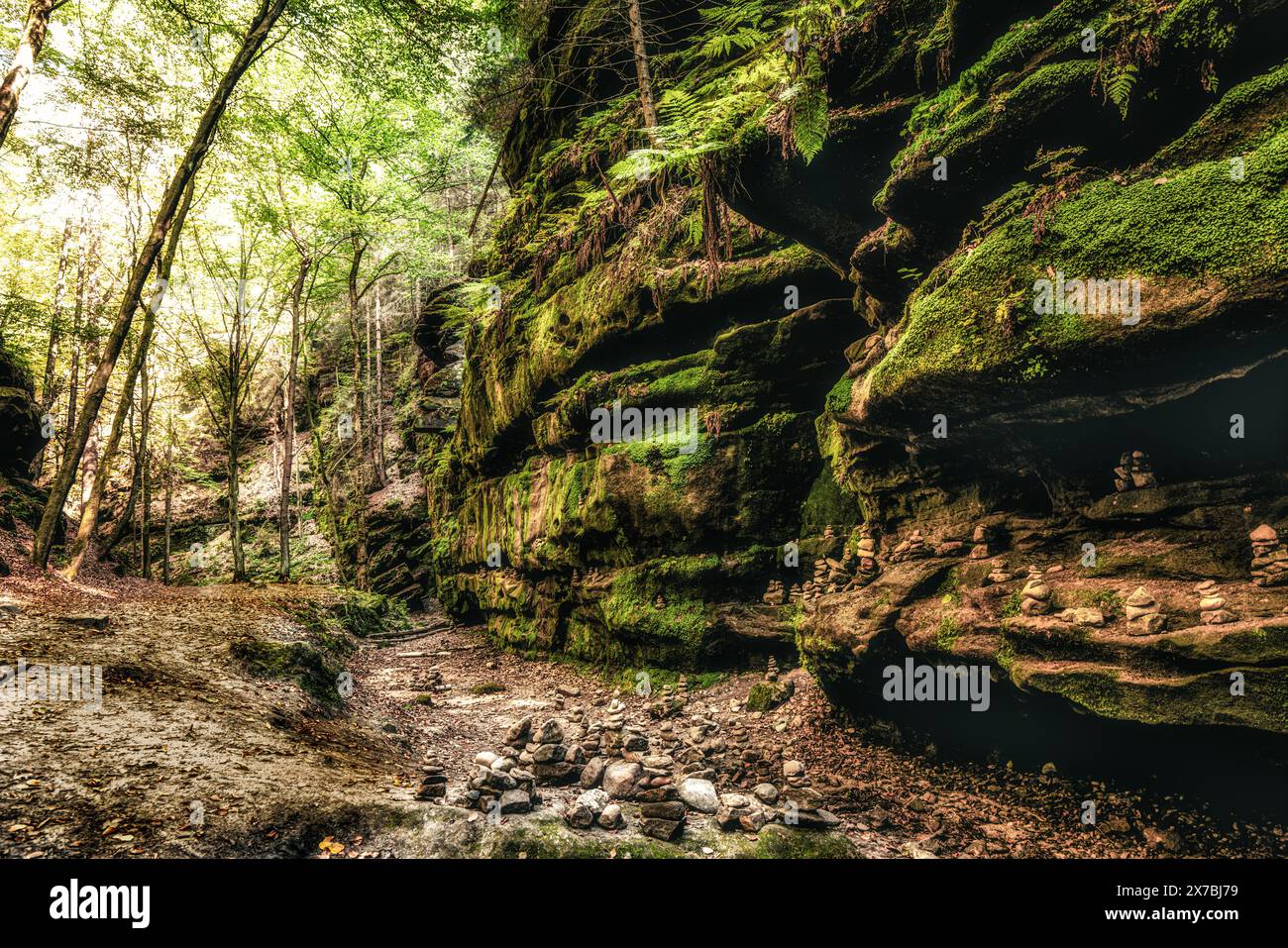 Nella profonda foresta della Svizzera sassone, parco nazionale, arenaria dell'Elba, muschio, sentiero del pittore, escursioni Foto Stock