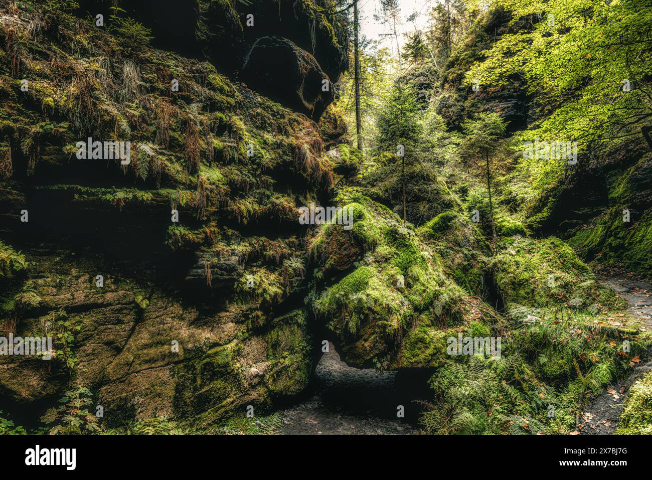 Nella profonda foresta della Svizzera sassone, parco nazionale, arenaria dell'Elba, muschio, sentiero del pittore, escursioni Foto Stock