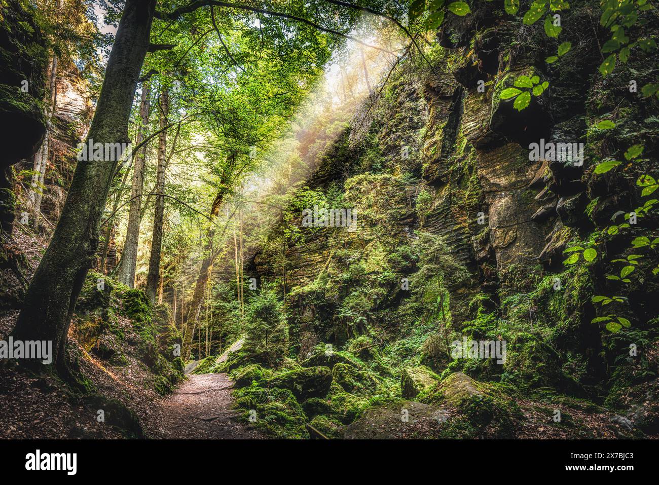 Nella profonda foresta della Svizzera sassone, parco nazionale, arenaria dell'Elba, muschio, sentiero del pittore, escursioni Foto Stock