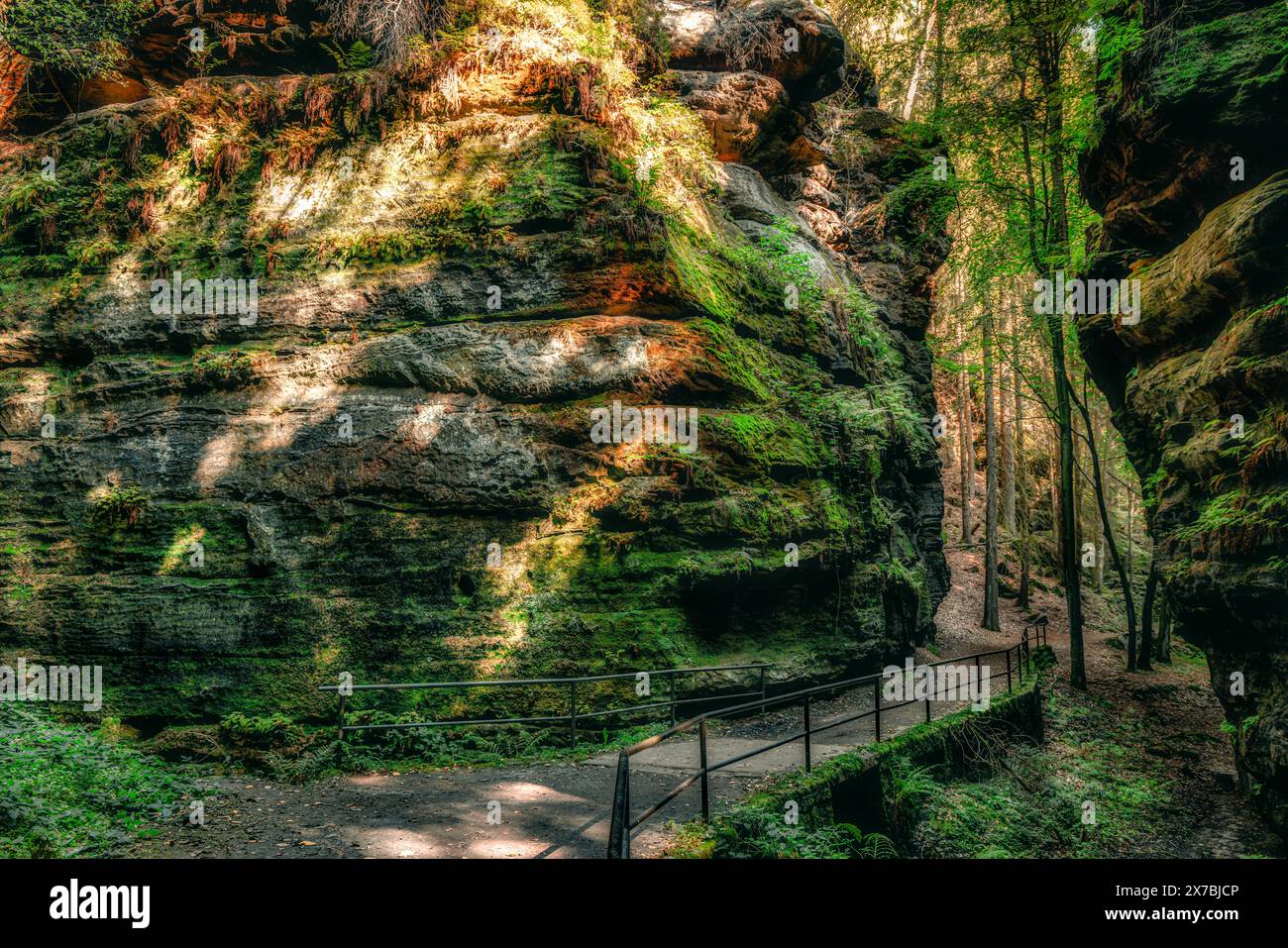 Nella profonda foresta della Svizzera sassone, parco nazionale, arenaria dell'Elba, muschio, sentiero del pittore, escursioni Foto Stock