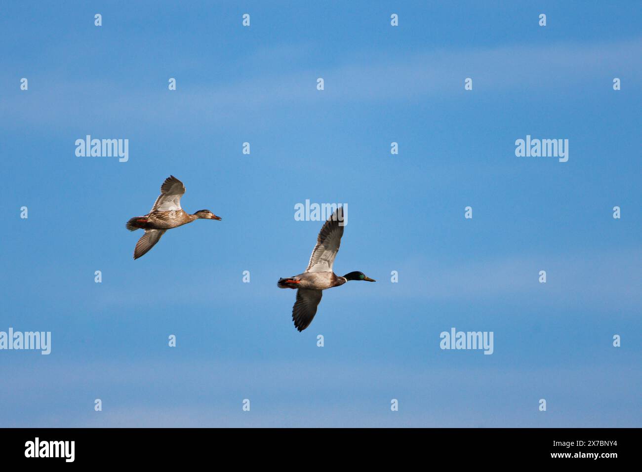 Coppia di anatre domestiche maschili e femminili, Anas platyrhynchos, con sfondo blu del cielo e nuvole nel parco naturale del Delta dell'Ebro, Spagna Foto Stock