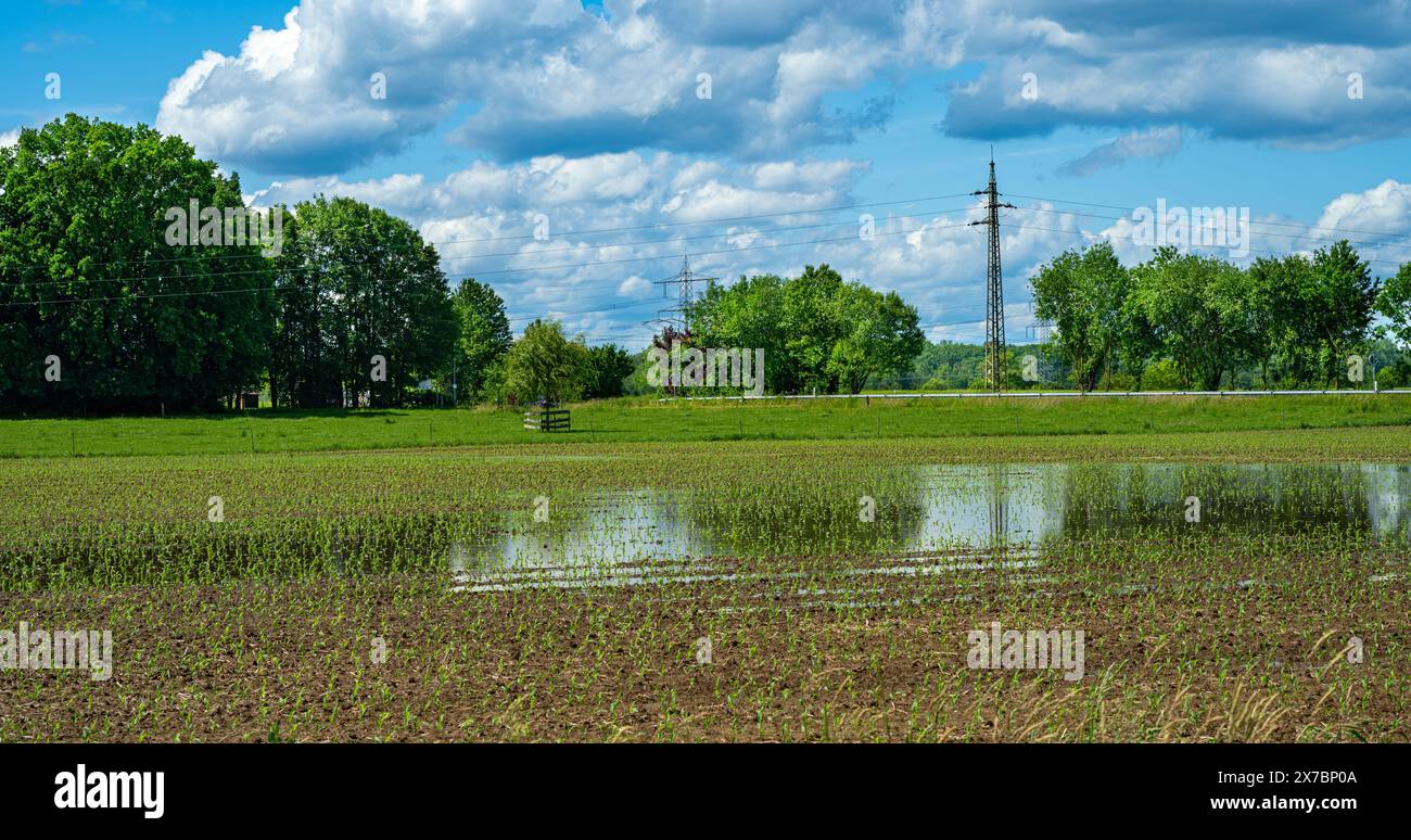 Campo di mais inondato vicino a Rastatt nel Baden Wuerttemberg, Germania, Europa Foto Stock