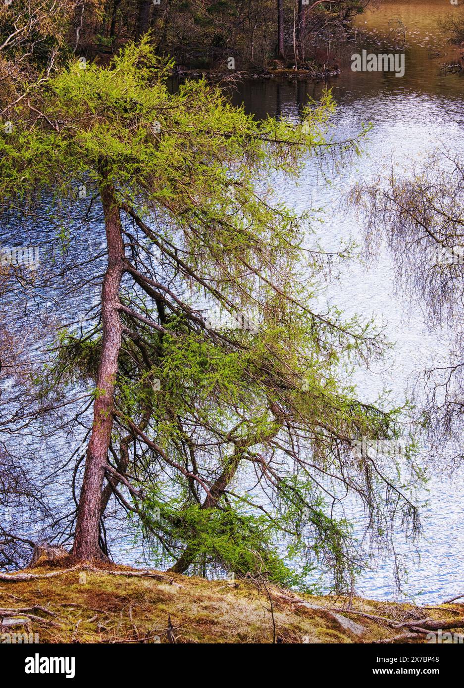 Un albero lungo il lago con un motivo insolito, con alcuni rami che affondano verso l'acqua di Tarn Hows Foto Stock