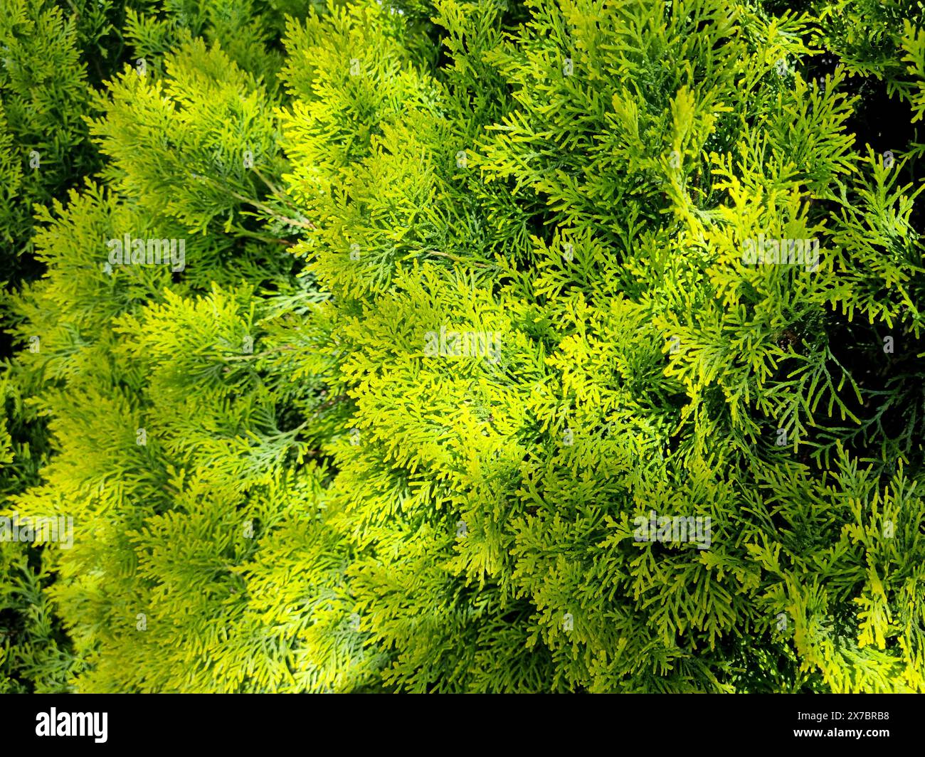 Le piante orientali di thuja sono una pianta ornamentale naturale utilizzata nell'industria paesaggistica. Foto Stock