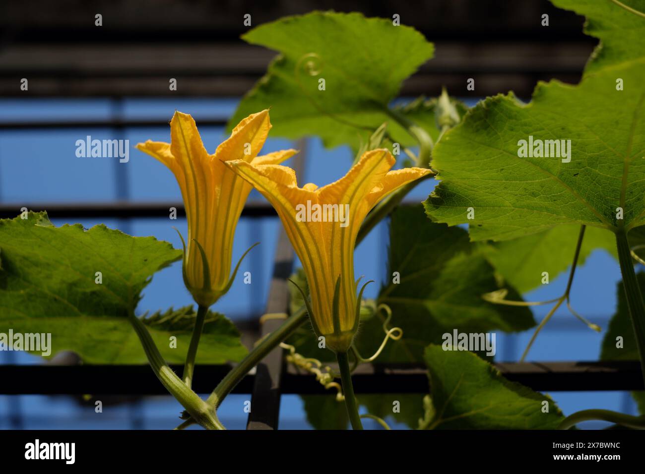 Fiore di zucca in fiore con foglie verdi nel giardino sul tetto, vicino splendidi fiori di piante vegetali Foto Stock