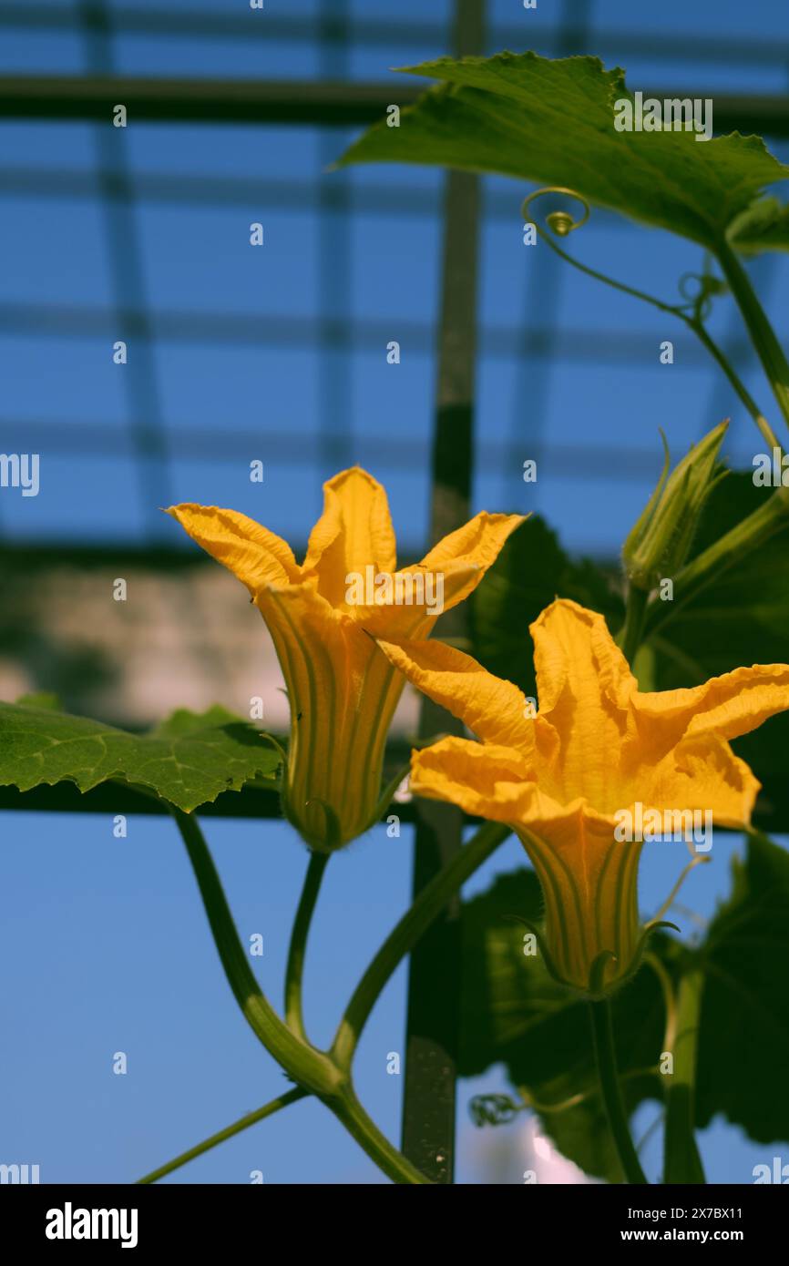 Fiore di zucca in fiore con foglie verdi nel giardino sul tetto, vicino splendidi fiori di piante vegetali Foto Stock