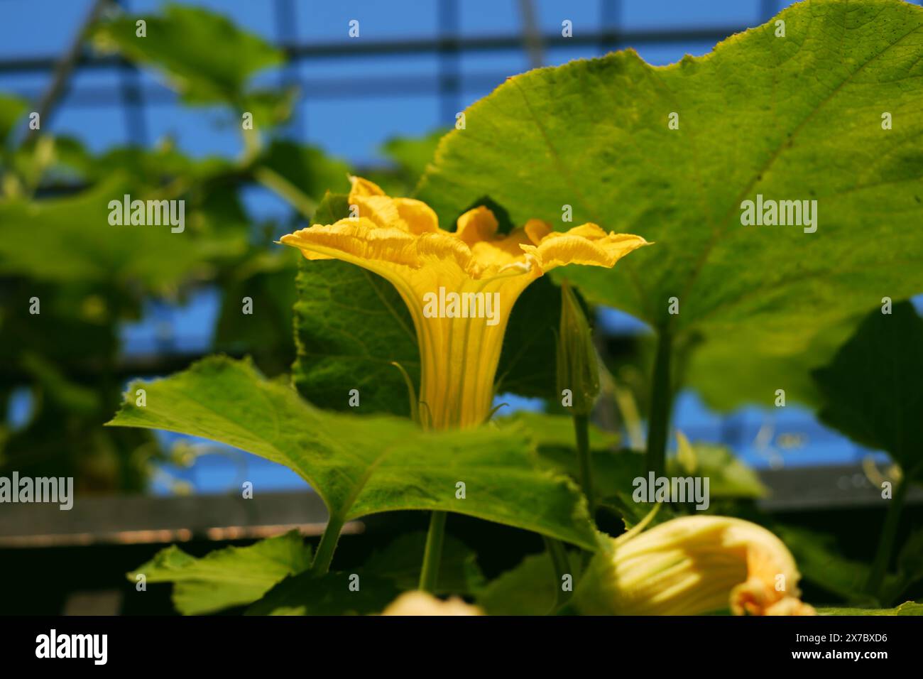 Fiore di zucca in fiore con foglie verdi nel giardino sul tetto, vicino splendidi fiori di piante vegetali Foto Stock