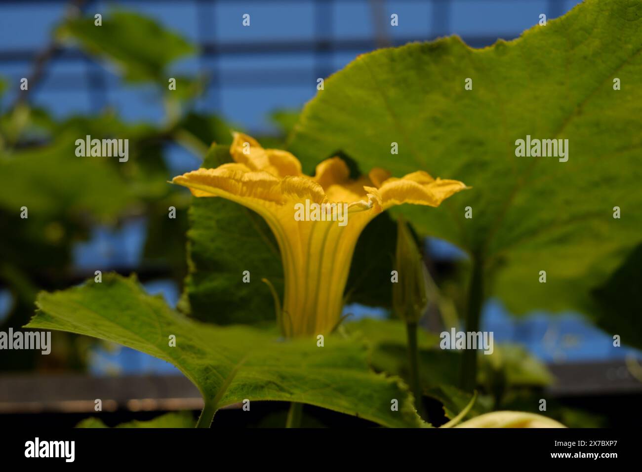 Fiore di zucca in fiore con foglie verdi nel giardino sul tetto, vicino splendidi fiori di piante vegetali Foto Stock