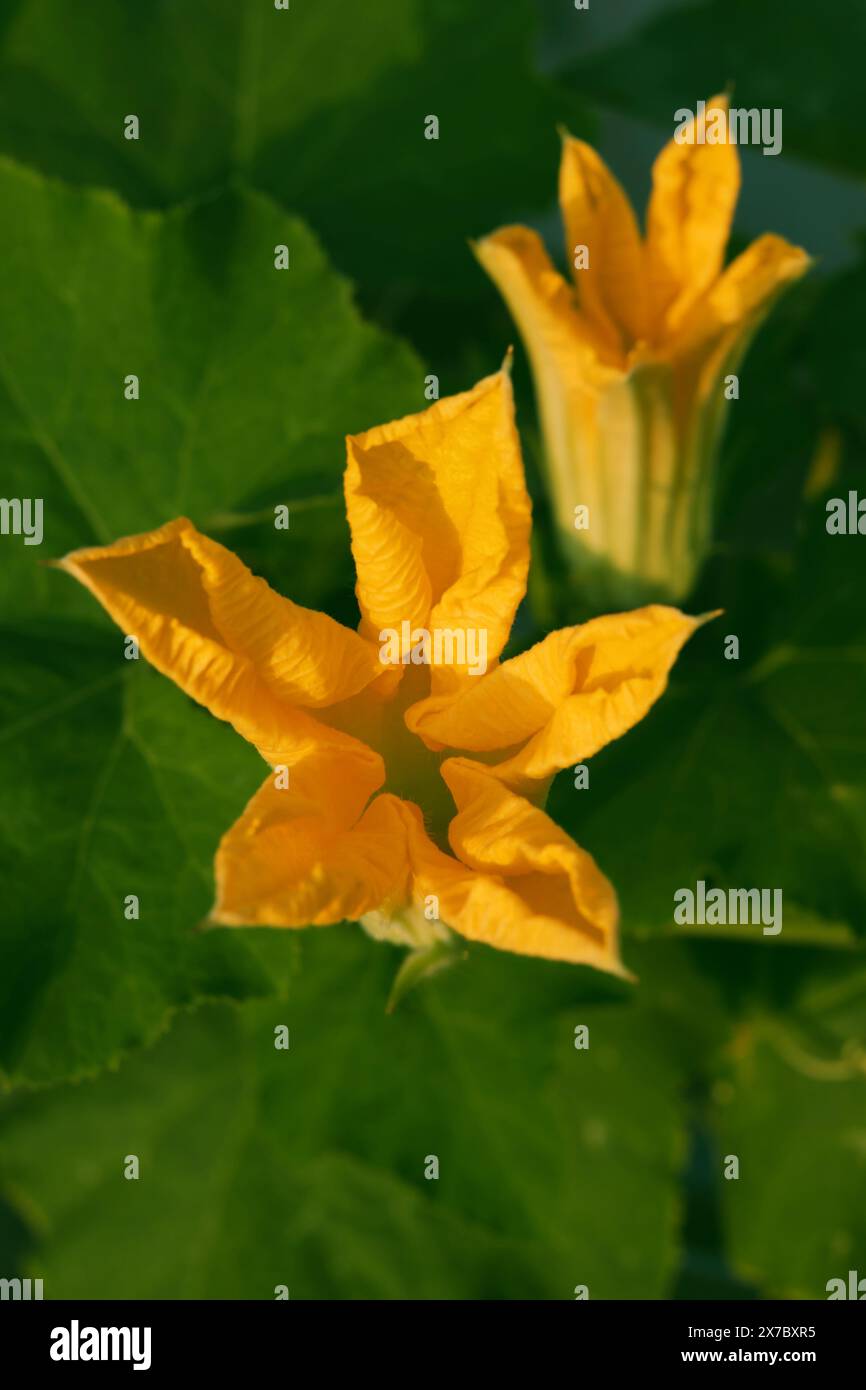 Fiore di zucca in fiore con foglie verdi nel giardino sul tetto, vicino splendidi fiori di piante vegetali Foto Stock