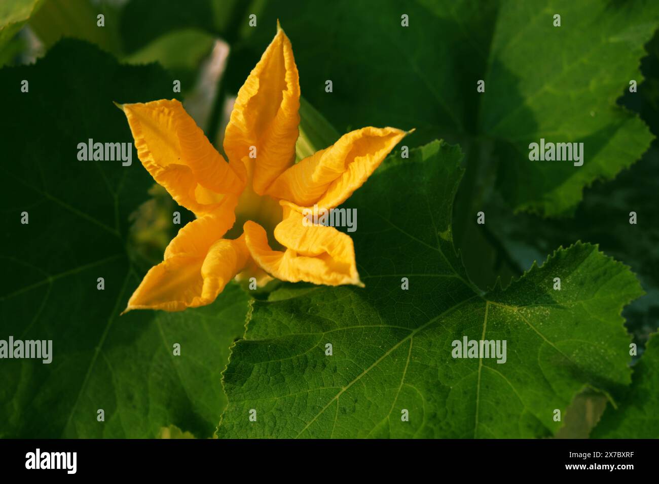 Fiore di zucca in fiore con foglie verdi nel giardino sul tetto, vicino splendidi fiori di piante vegetali Foto Stock