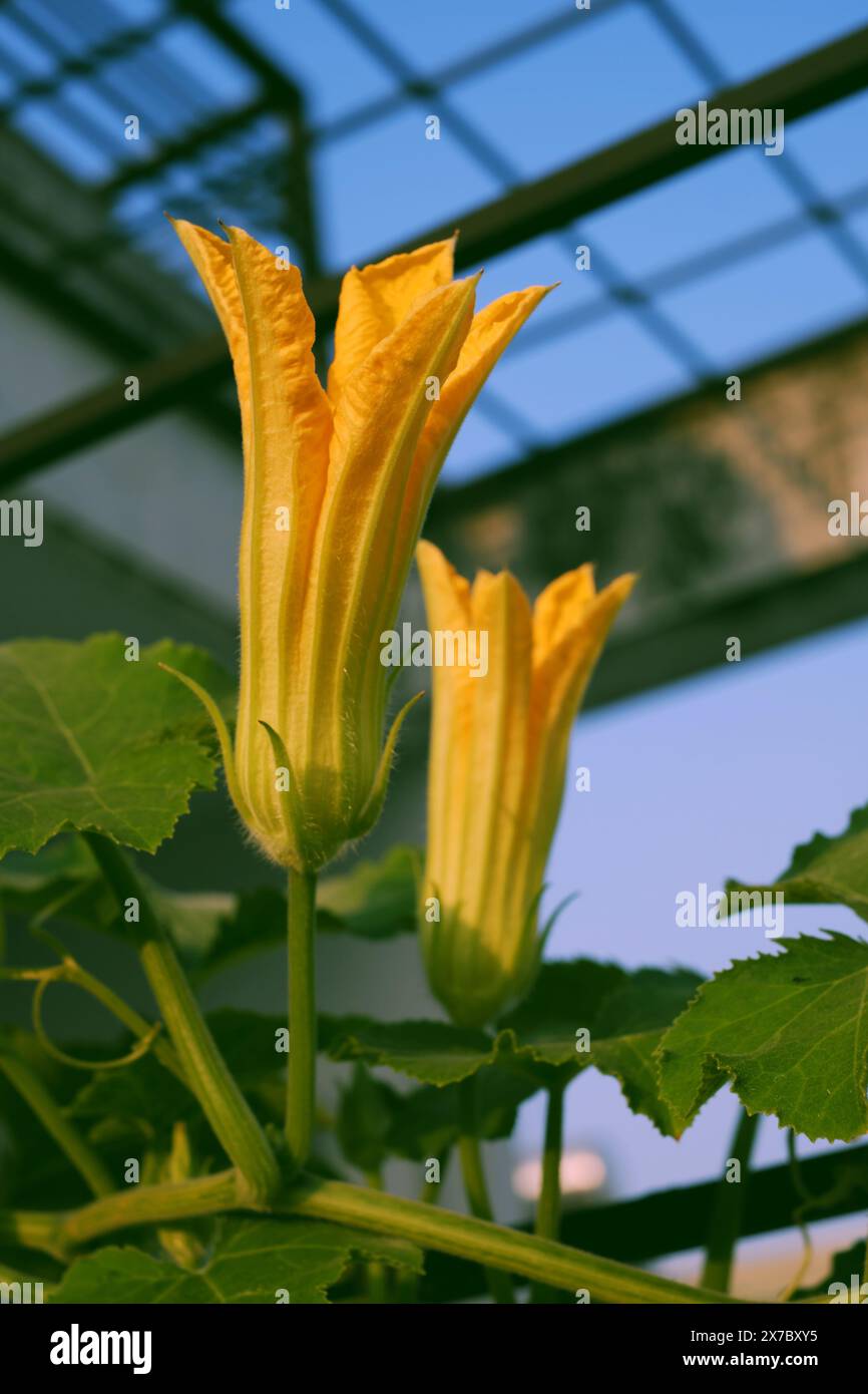 Fiore di zucca in fiore con foglie verdi nel giardino sul tetto, vicino splendidi fiori di piante vegetali Foto Stock