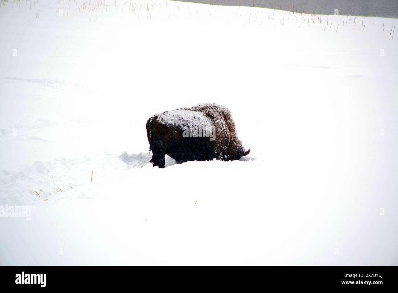 Selvaggio bisonte americano in inverno Parco Nazionale di Yellowstone Foto Stock