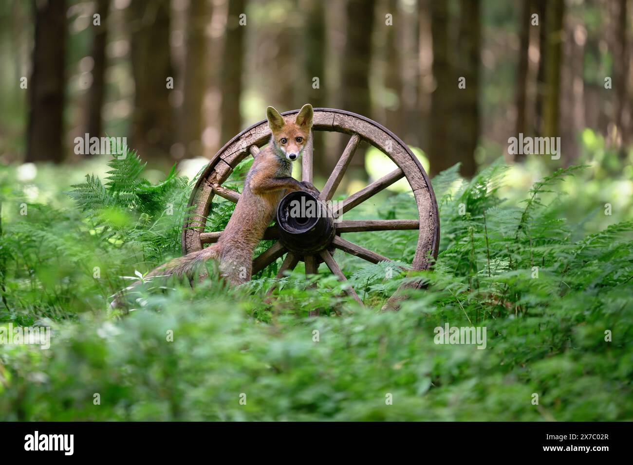 Foto della volpe rossa in movimento. Foto Stock