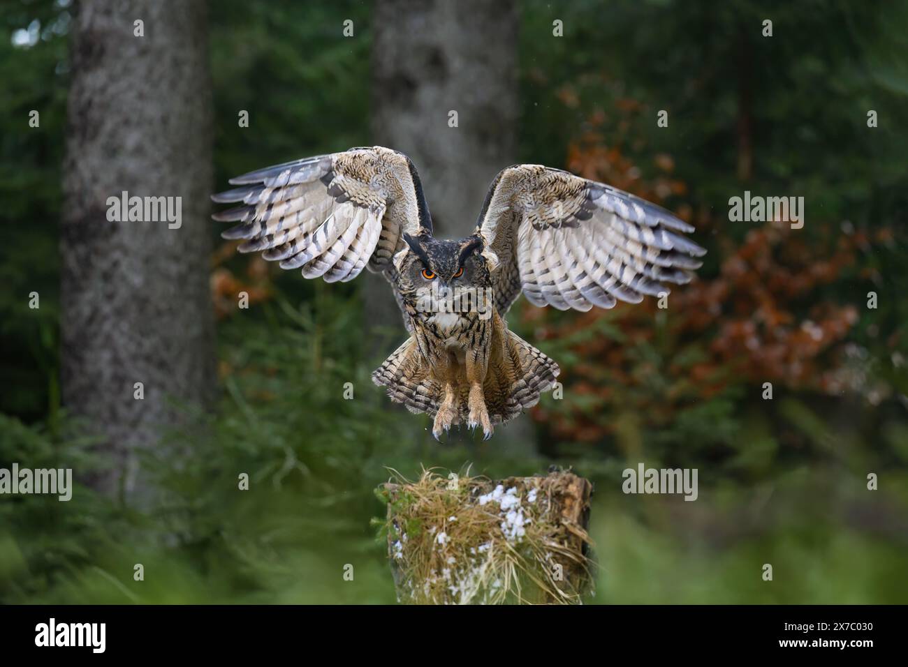 Un grande gufo cornuto atterra su un ceppo di alberi nella foresta. Foto Stock