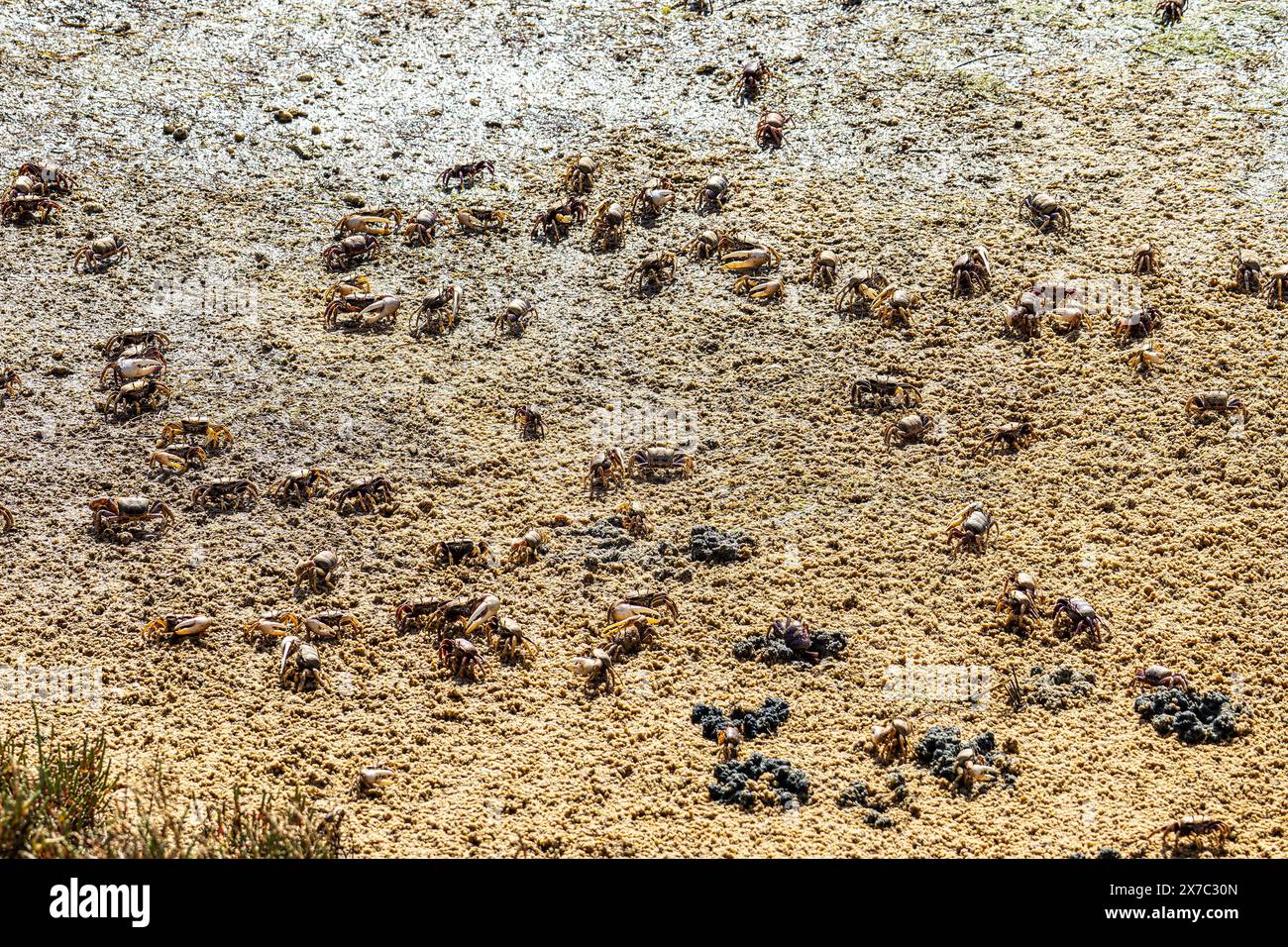 Fiddler Crab, Uca pugnax o tangeri nel Parco naturale Ria Formosa, Algarve, Portogallo. Foto Stock