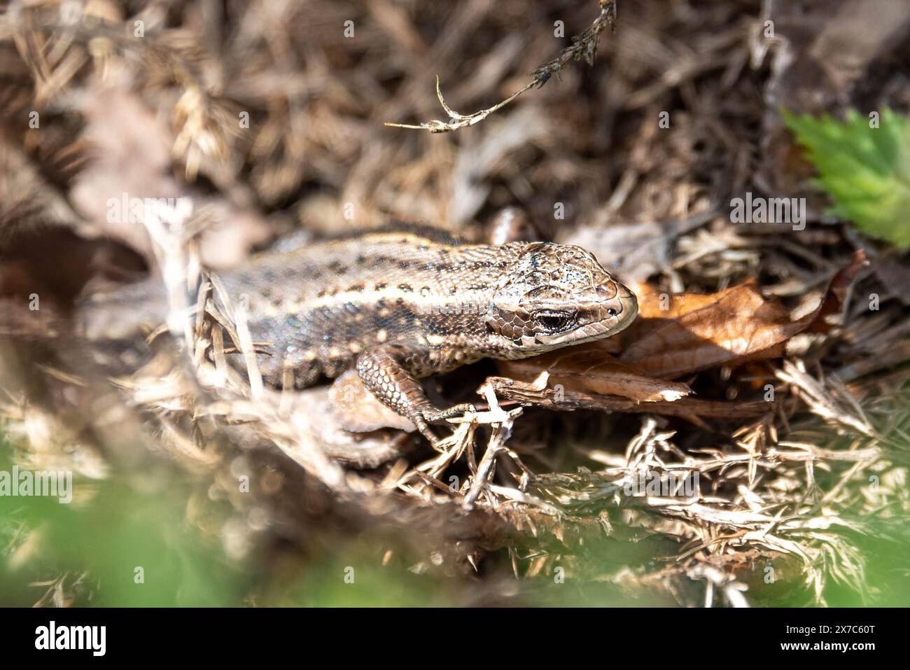 La lucertola, innocua per gli esseri umani, si nasconde tra le aiuole. Orto. Foto Stock