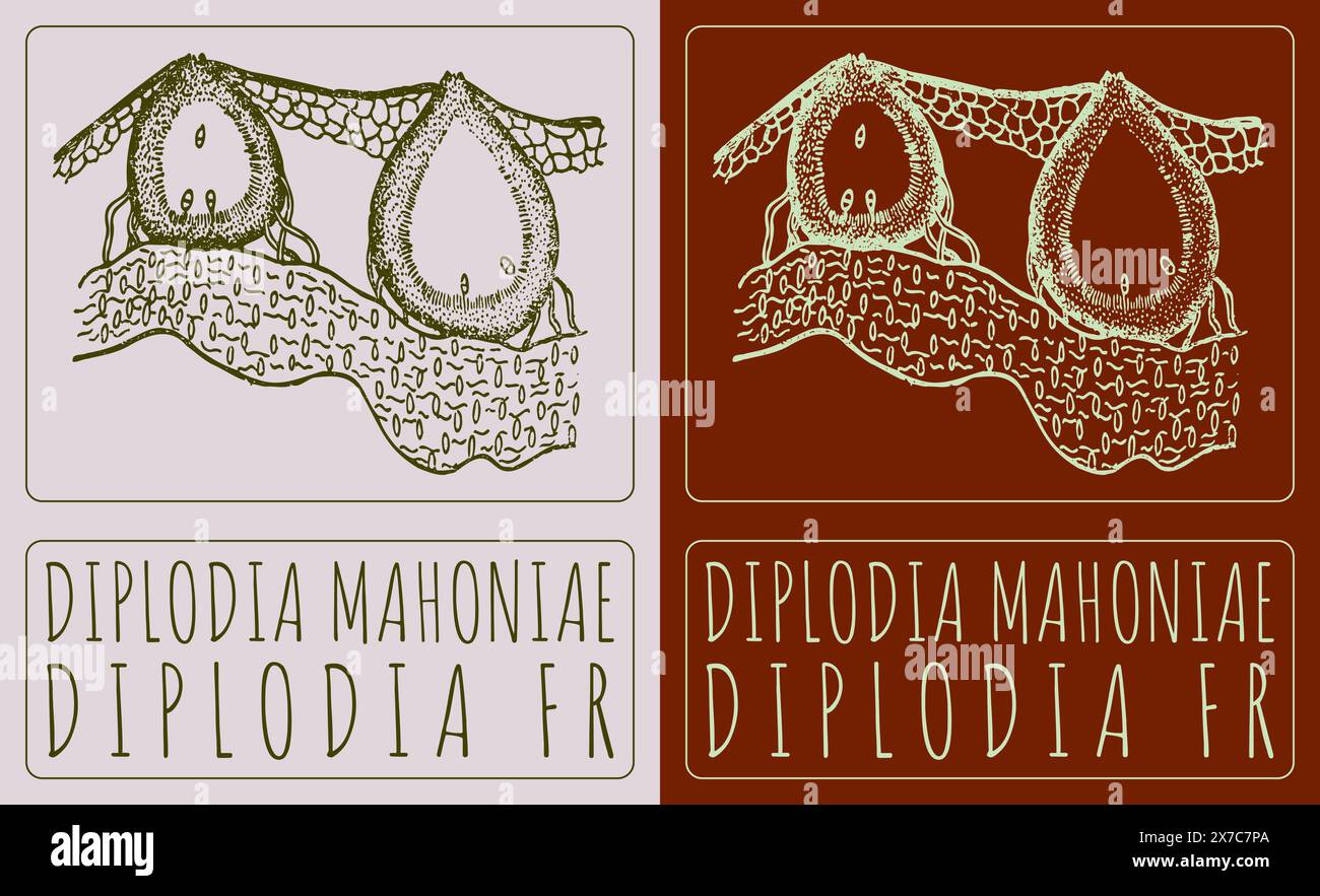 Disegno vettoriale DIPLODIA MAHONIAE. Illustrazione disegnata a mano. Il nome latino è DIPLODIA fr Illustrazione Vettoriale