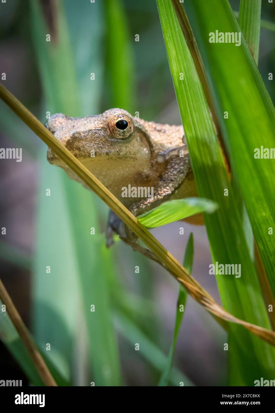 Un piccolo smeriglio primaverile, una piccola rana non più grande di un pollice, si aggrappano a una lama d'erba con delicata precisione. Foto Stock