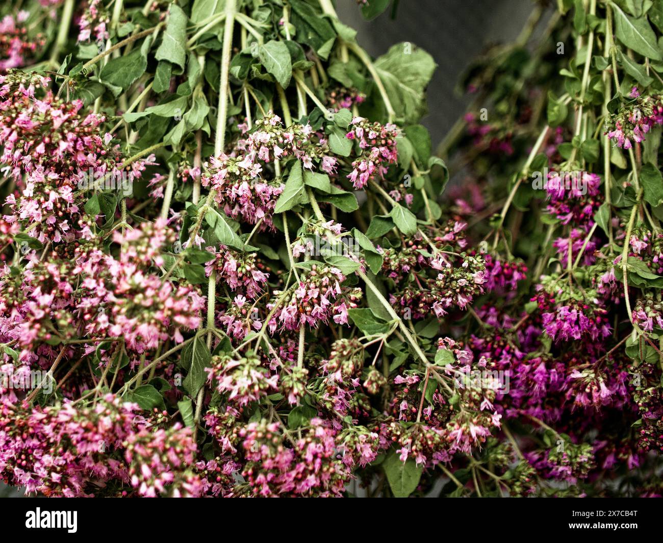 Un primo piano di vivaci fiori rosa e foglie verdi, che mostrano bellezza e crescita naturali, evocando un'atmosfera fresca e organica. Foto Stock