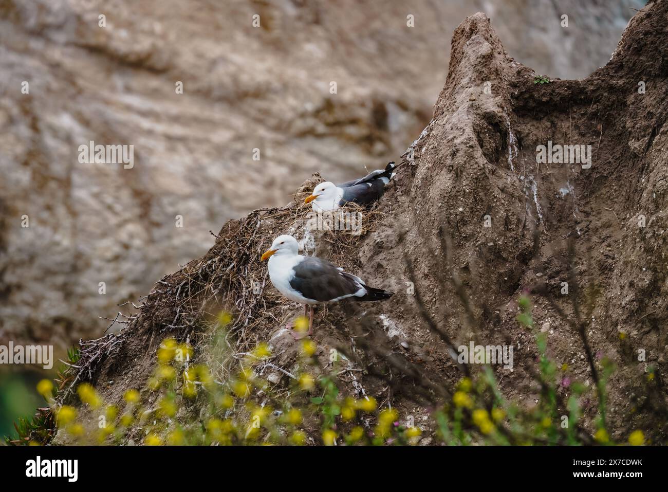 Gabbiani sulla cima di una scogliera Foto Stock