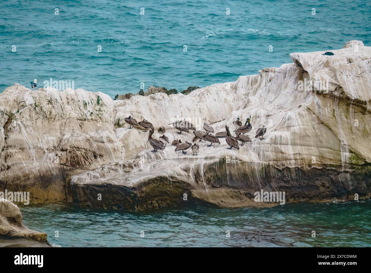 Scogliere rocciose nell'oceano e gregge di pellicani marroni in un giorno coperto, la California Foto Stock