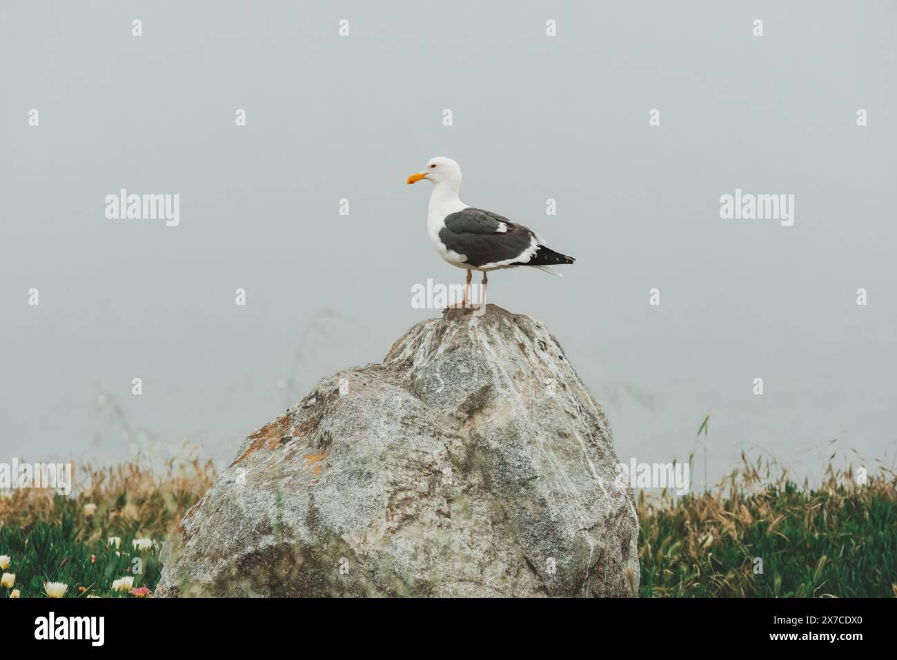 Spiaggia rocciosa e gabbiano seduti sulla cima di una scogliera in un giorno coperto di nebbia, la costa della California Foto Stock