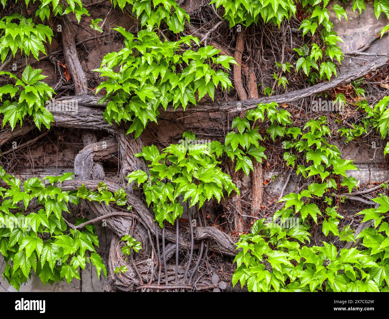 Rami aggrovigliati e foglie verdi di un vitigno selvatico. Motivo decorativo vegetale. Sfumature di marrone, grigio e foglie verdi vivaci a contrasto. Foto Stock