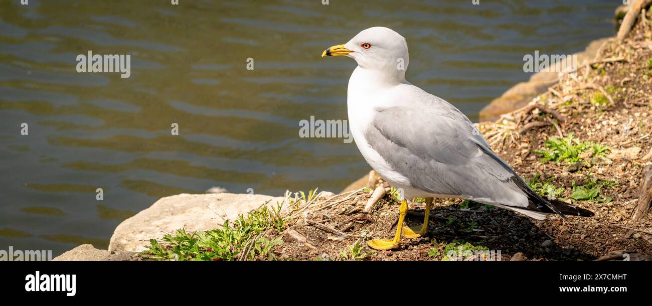 Il gabbiano bianco e grigio sorge sulla riva di uno stagno Foto Stock