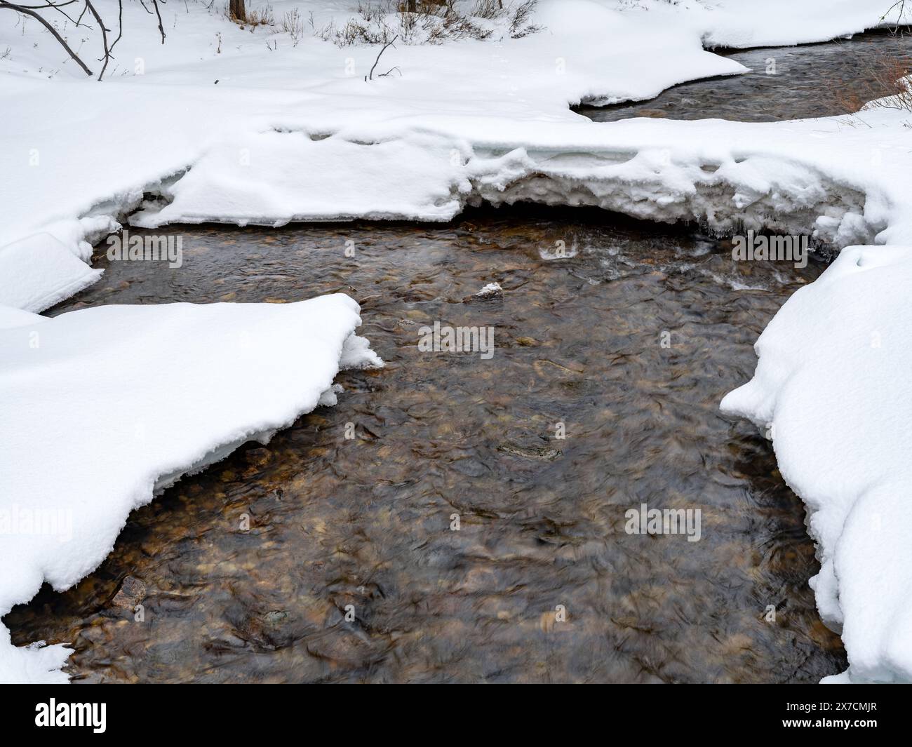 Foresta invernale fredda con un torrente Foto Stock