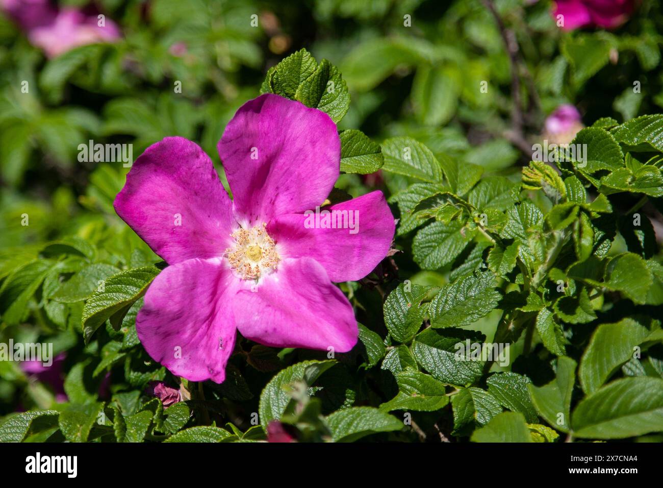 Rosa selvatica che brucia nell'ambiente naturale, fiori rosa sul cespuglio selvatico Foto Stock