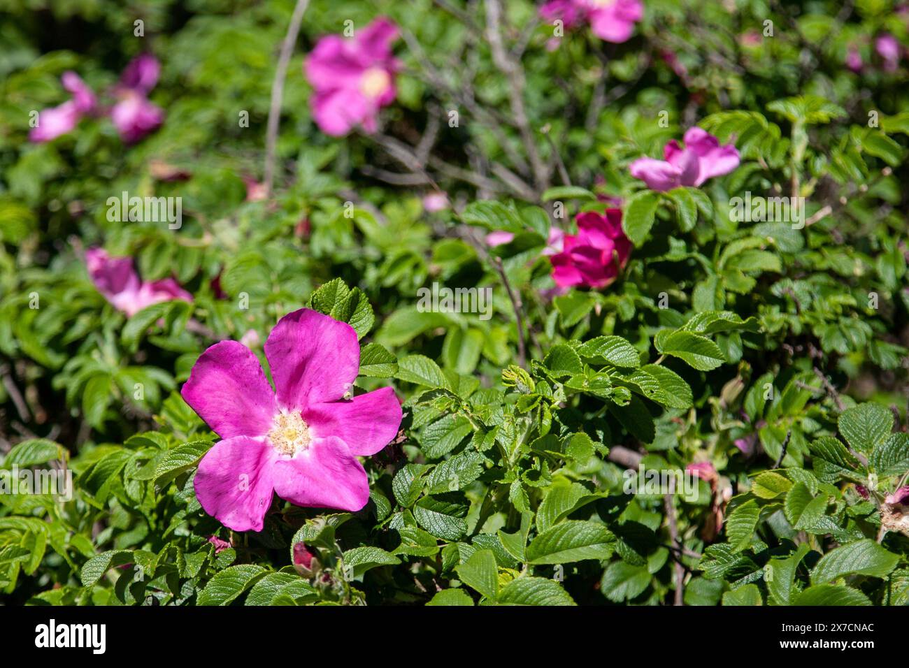 Rosa selvatica che brucia nell'ambiente naturale, fiori rosa sul cespuglio selvatico Foto Stock