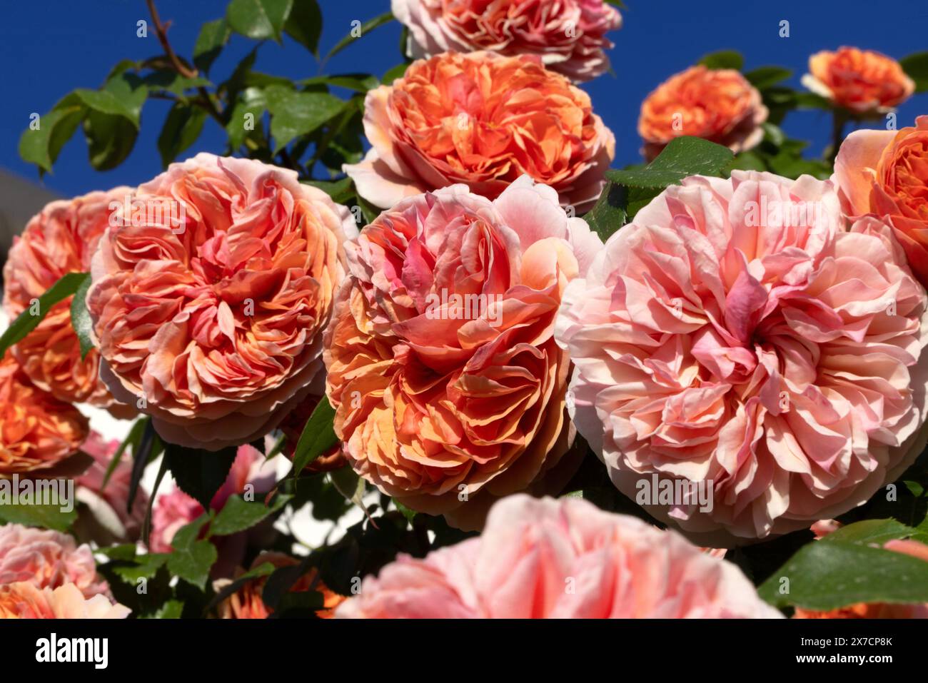 Rosa rossa su sfondo sfocato verde naturale, attenzione selettiva alla corolla di rosa. Primo piano di una rosa primaverile su sfondo bokeh verde. Bello Foto Stock