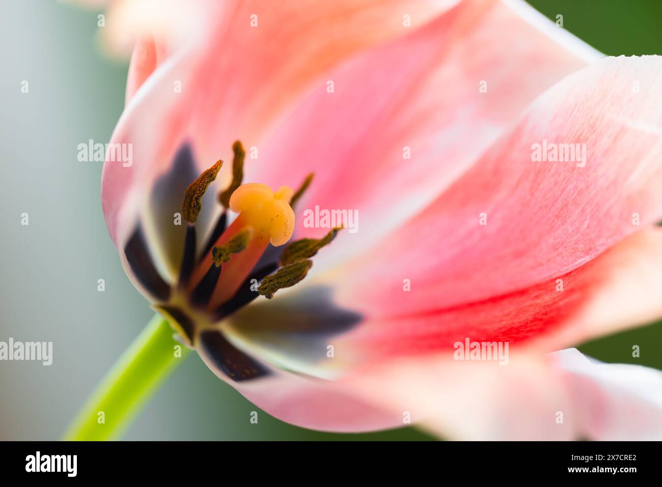 Frammento di fiori rosa, pistola e stami di un tulipano, foto macro con messa a fuoco morbida selettiva Foto Stock