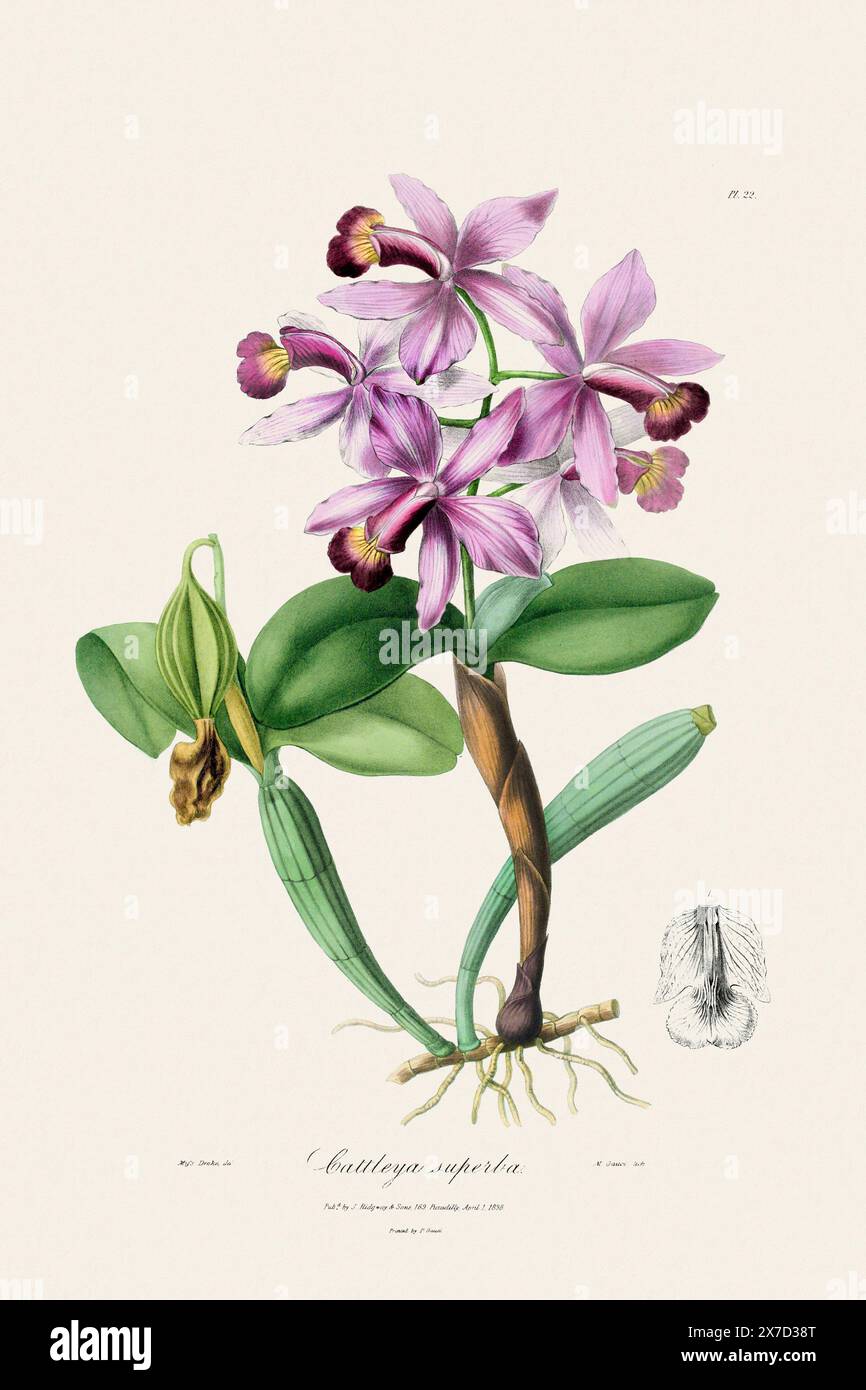Antica illustrazione botanica di una pianta di orchidee in fiore da un libro del XIX secolo. Intorno al 1830. Foto Stock