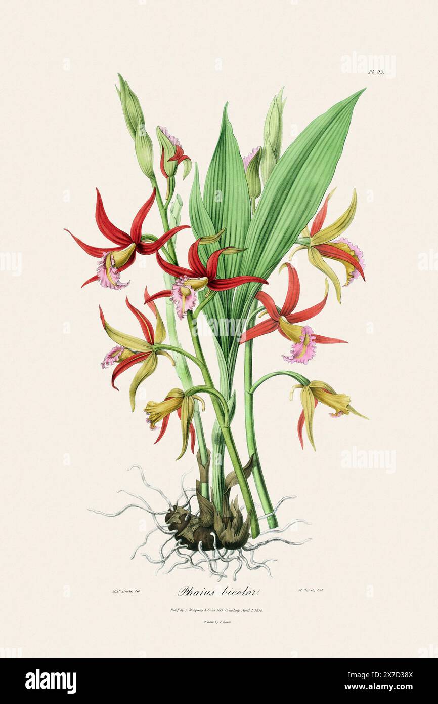 Antica illustrazione botanica di una pianta di orchidee in fiore da un libro del XIX secolo. Intorno al 1830. Foto Stock