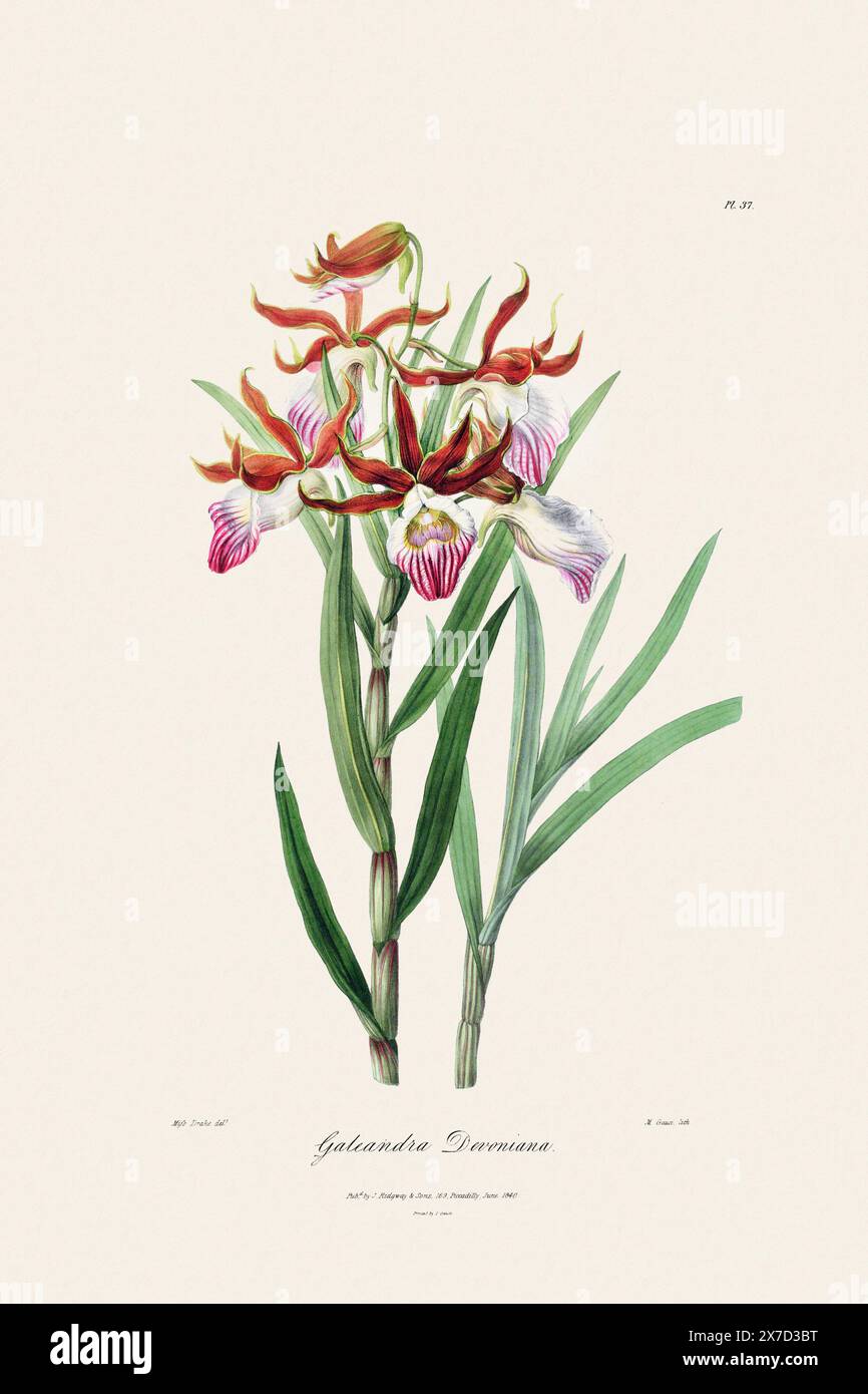 Antica illustrazione botanica di una pianta di orchidee in fiore da un libro del XIX secolo. Intorno al 1830. Foto Stock