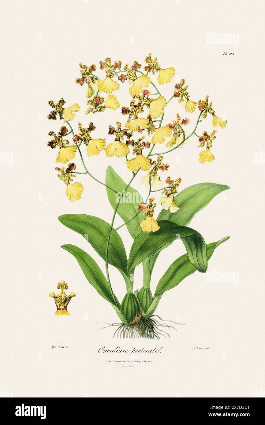 Antica illustrazione botanica di una pianta di orchidee in fiore da un libro del XIX secolo. Intorno al 1830. Foto Stock