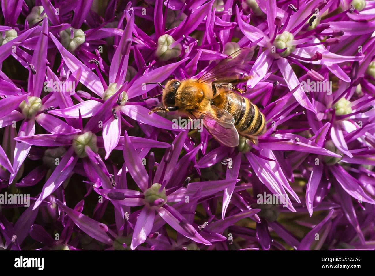 Londra, Regno Unito. 19 maggio 2024. Le api Bumble, le api mellifere e altre specie di api si animano intorno alla vibrante esposizione viola di fiori di allium alla Chelsea Barracks. Per sensibilizzare l'opinione pubblica sull'importanza degli impollinatori, sulle minacce che essi devono affrontare e sul loro contributo allo sviluppo sostenibile, l'ONU ha designato il 20 maggio come giornata mondiale delle api. La giornata mondiale delle api è celebrata in occasione del compleanno del pioniere dell'apicoltura Anton Janša. Crediti: Imageplotter/Alamy Live News Foto Stock