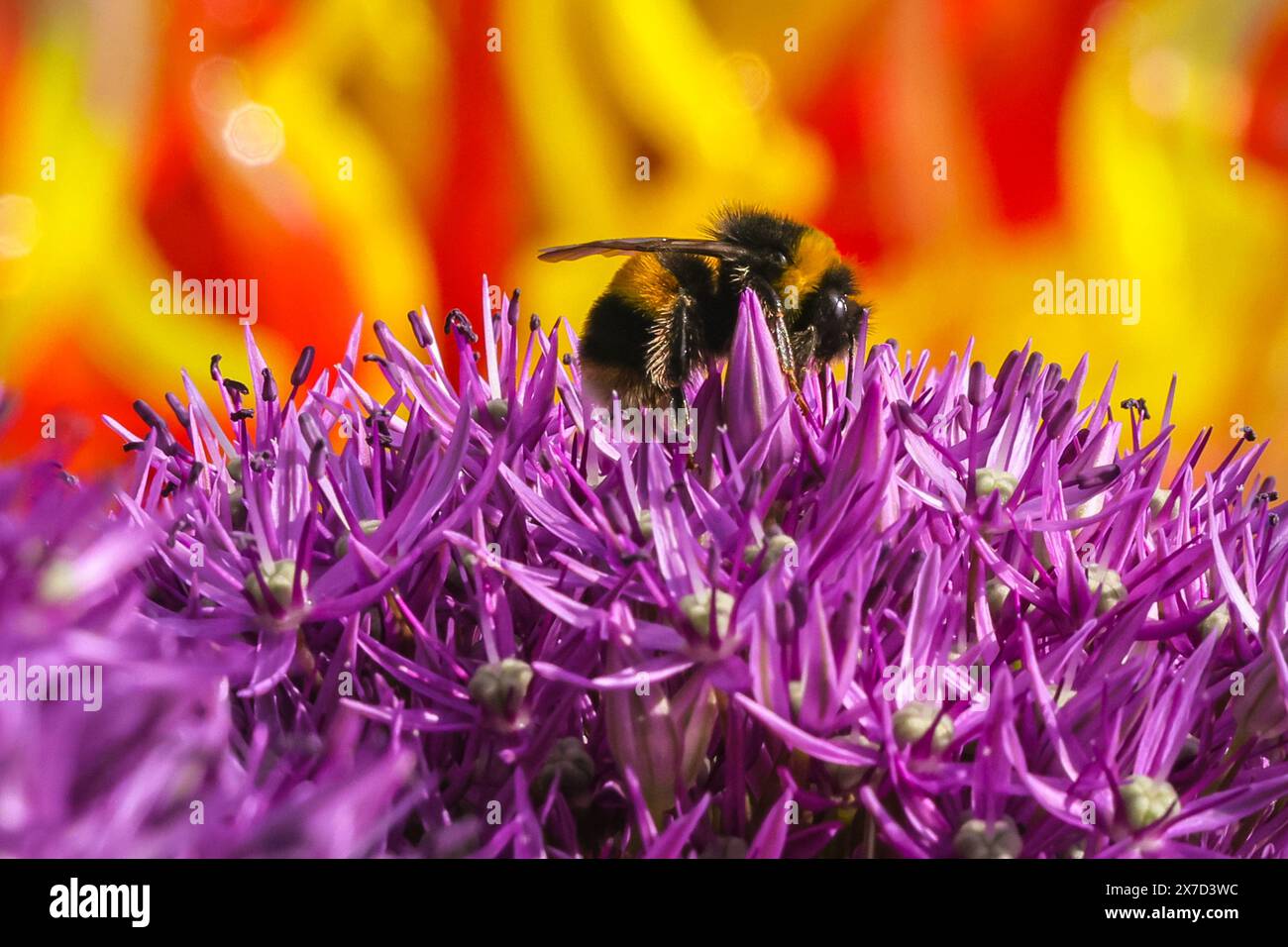 Londra, Regno Unito. 19 maggio 2024. Le api Bumble, le api mellifere e altre specie di api si animano intorno alla vibrante esposizione viola di fiori di allium alla Chelsea Barracks. Per sensibilizzare l'opinione pubblica sull'importanza degli impollinatori, sulle minacce che essi devono affrontare e sul loro contributo allo sviluppo sostenibile, l'ONU ha designato il 20 maggio come giornata mondiale delle api. La giornata mondiale delle api è celebrata in occasione del compleanno del pioniere dell'apicoltura Anton Janša. Crediti: Imageplotter/Alamy Live News Foto Stock
