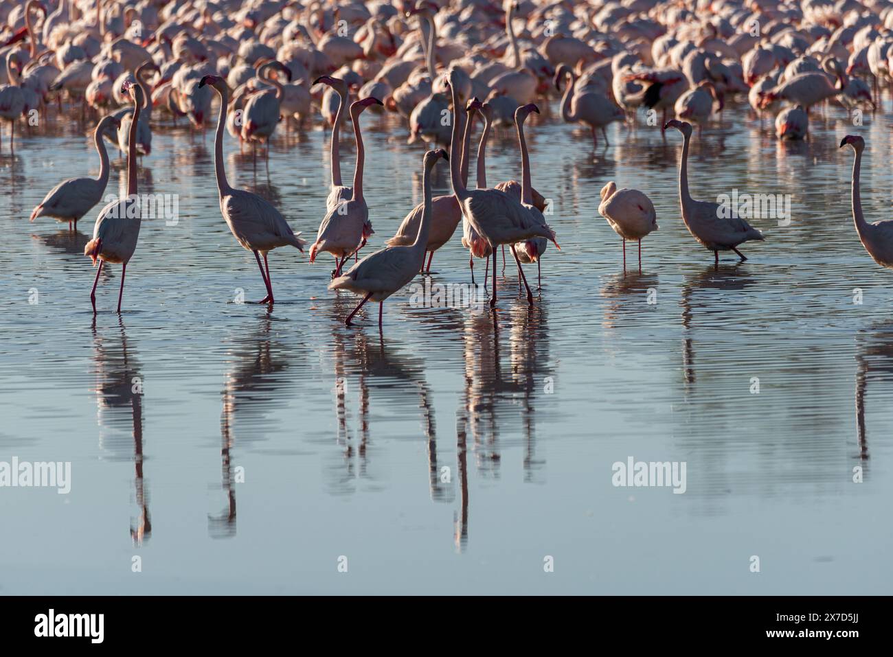 Albufera Reflections: Flamingo Ensemble tra le acque di Valencia. Una scena pittoresca si dispiega mentre un gruppo di fenicotteri abbelliscono le acque riflettenti di va Foto Stock