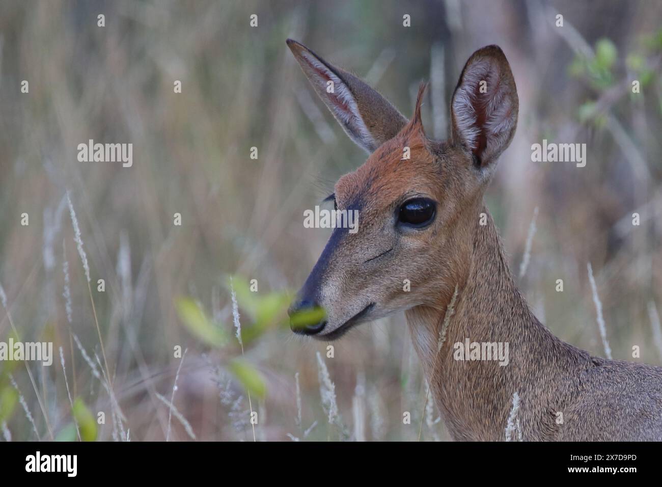 Kronenducker / comune duiker / Sylvicapra grimmia Foto Stock