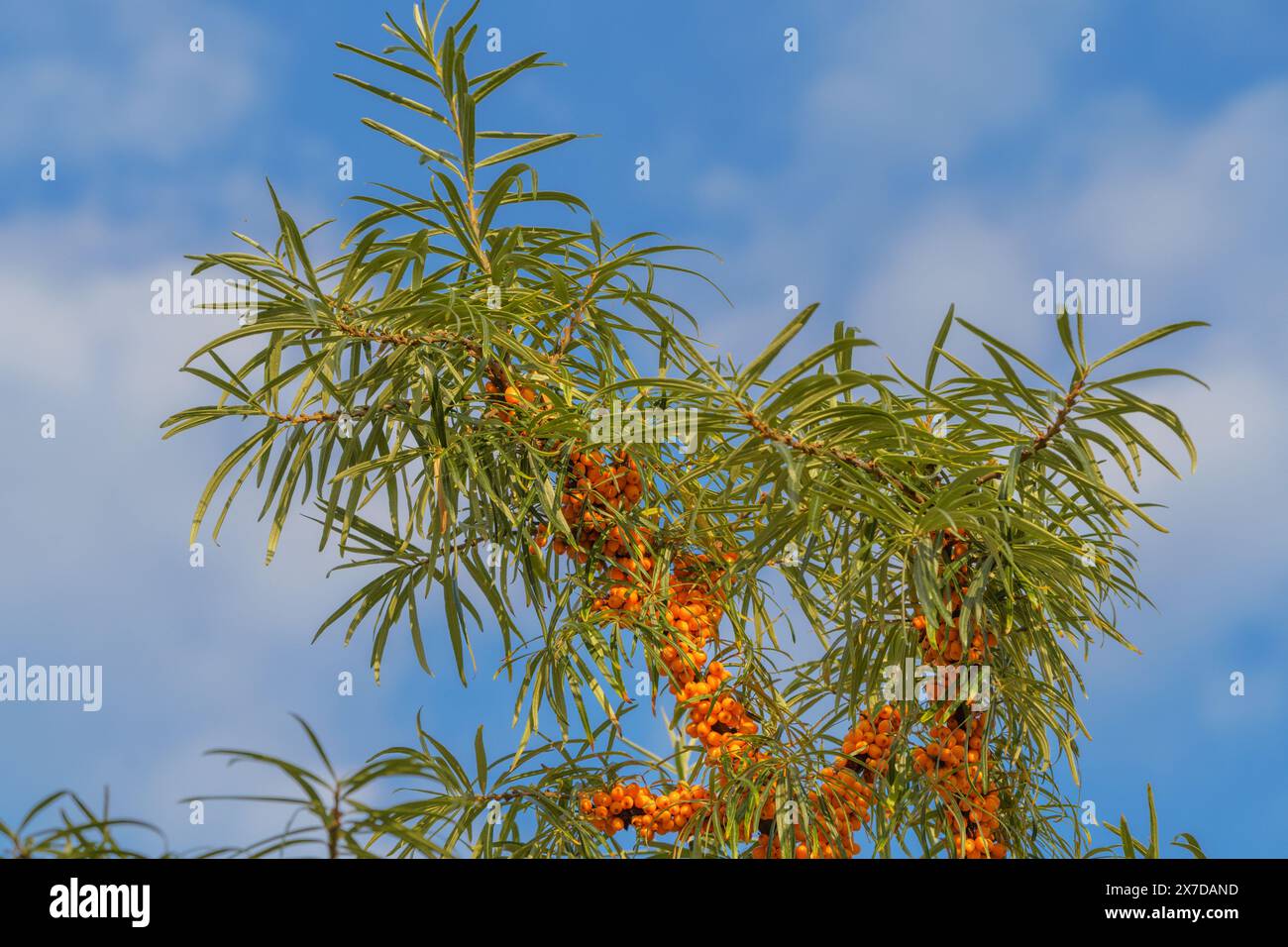 Mazzi di spinoso giallo su un albero contro un cielo blu autunnale. Foto Stock